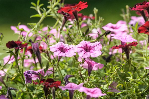 Comment installer un système de récupération de l'eau de pluie pour l'irrigation du jardin?