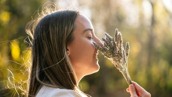 Quelle est la variété de lavande la plus résistante pour un jardin côtier exposé au vent ?