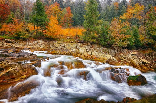 Quelles sont les meilleures plantes à croissance rapide pour une haie privative?